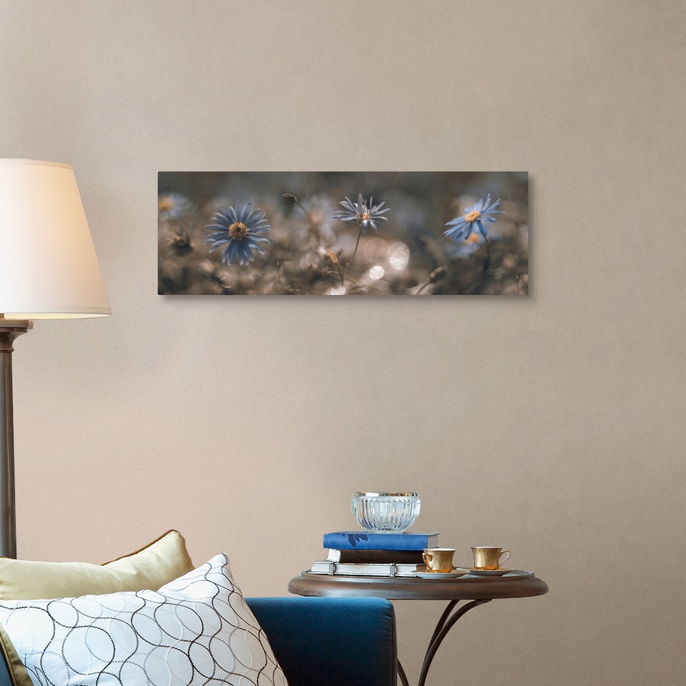 A traditional room featuring Panoramic of small blue flowers are blending together.