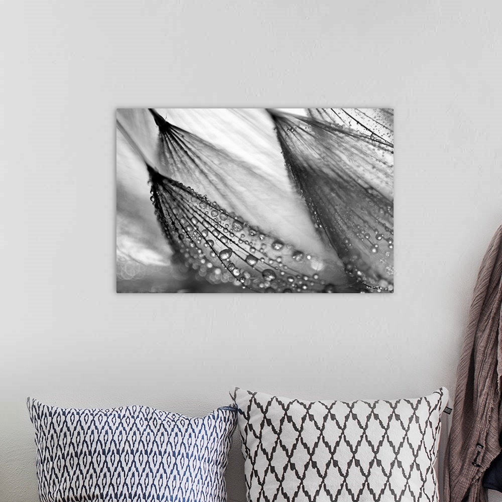 A bohemian room featuring A large black and white photograph taken close up of a flower that has beads of water collected o...