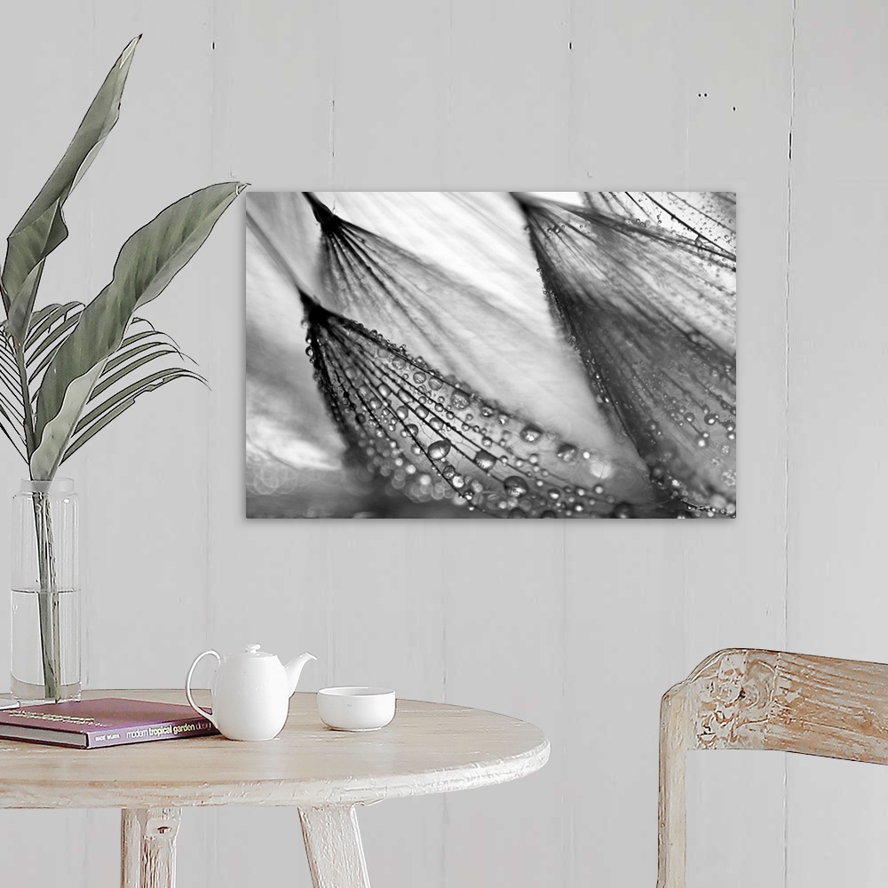 A farmhouse room featuring A large black and white photograph taken close up of a flower that has beads of water collected o...