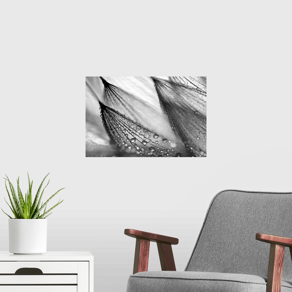 A modern room featuring A large black and white photograph taken close up of a flower that has beads of water collected o...