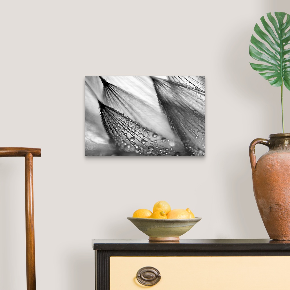 A traditional room featuring A large black and white photograph taken close up of a flower that has beads of water collected o...