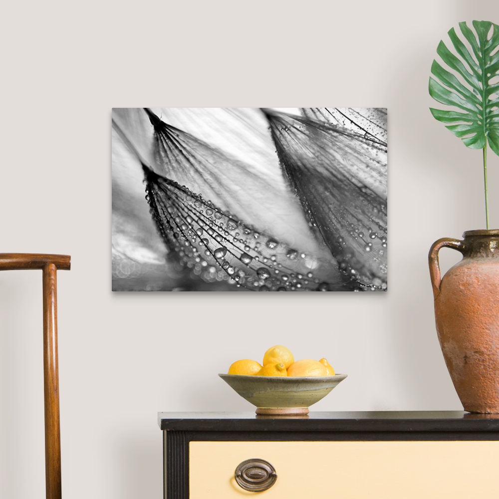 A traditional room featuring A large black and white photograph taken close up of a flower that has beads of water collected o...