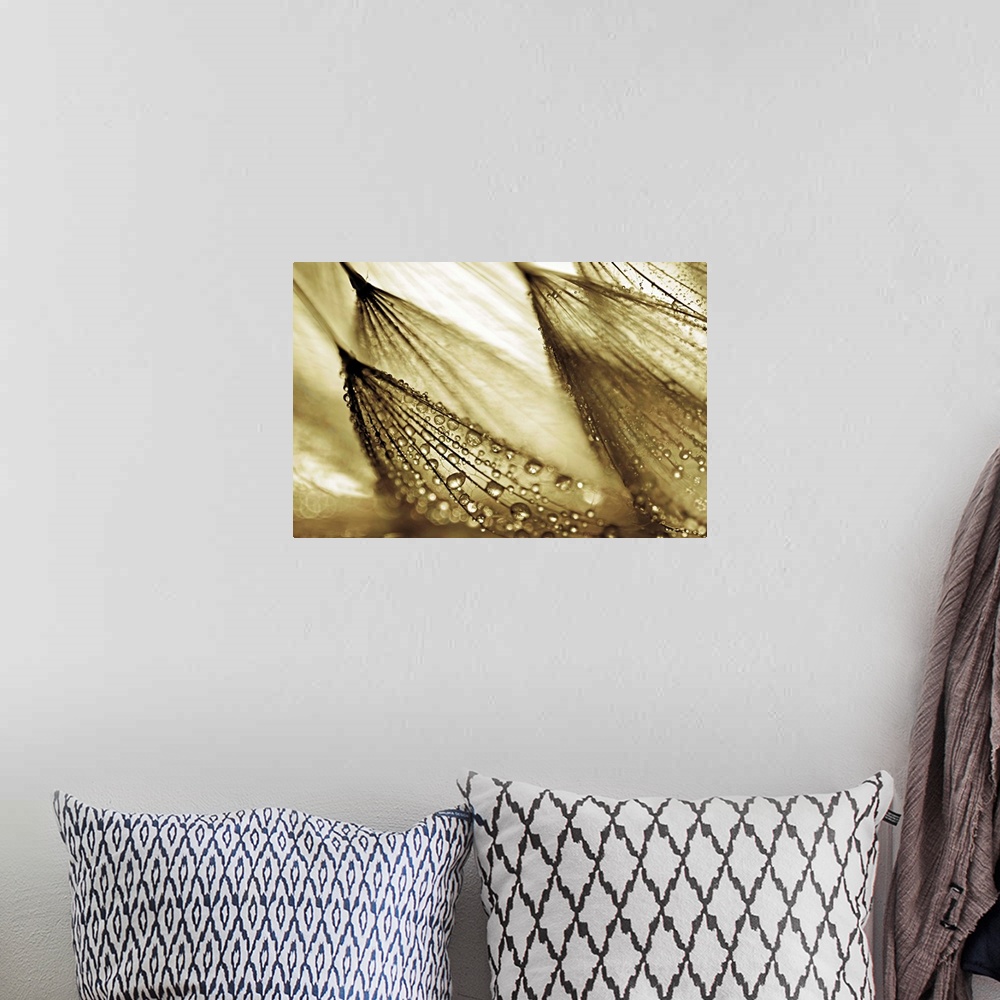 A bohemian room featuring Gold tinted photograph of rain droplets attached to leaning flowers.