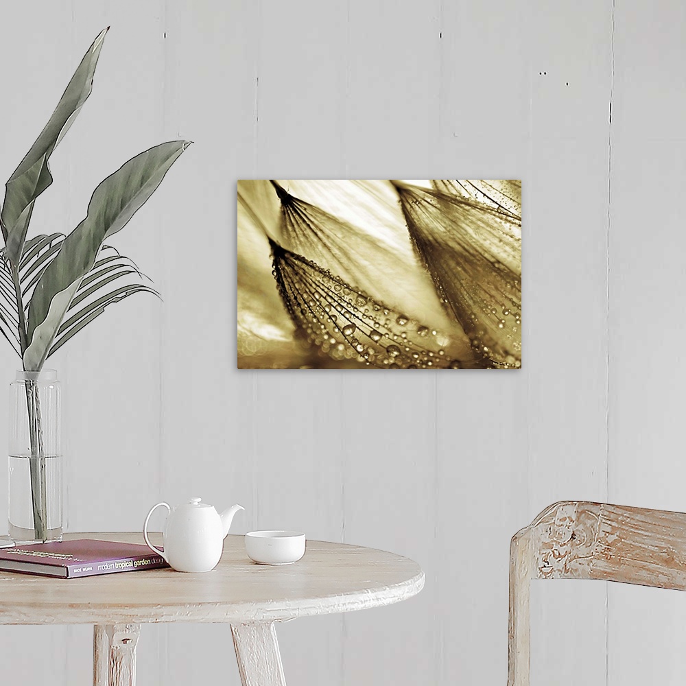 A farmhouse room featuring Gold tinted photograph of rain droplets attached to leaning flowers.