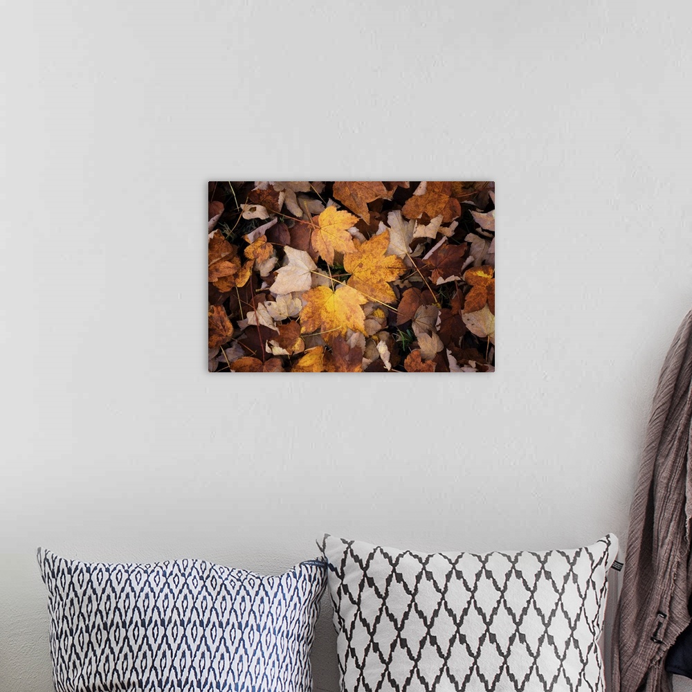 A bohemian room featuring Fallen orange leaves on the forest floor.