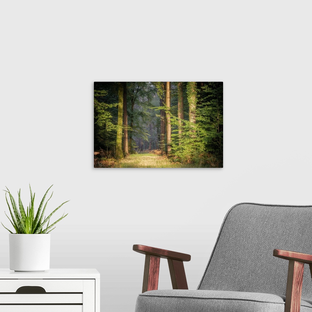 A modern room featuring Landscape view of a sunny path in the green and lighting forest in Brittany at sunset.