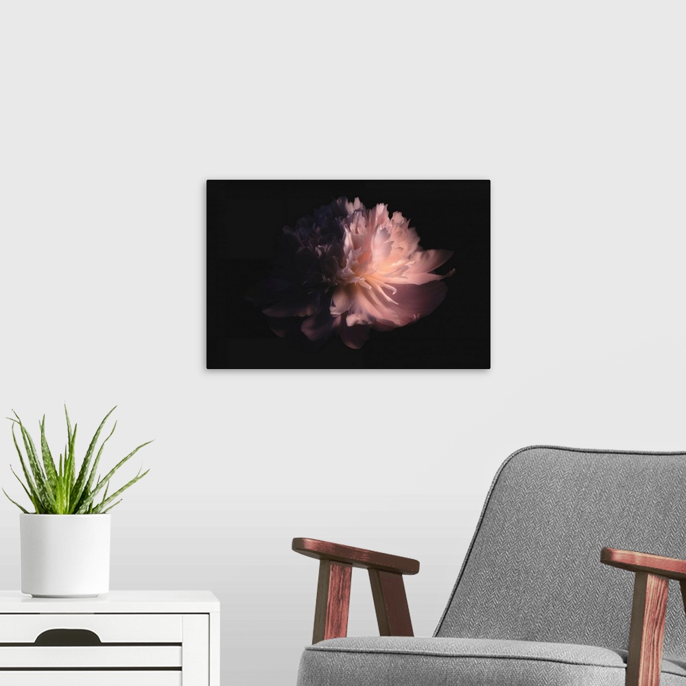 A modern room featuring Peony head on black background