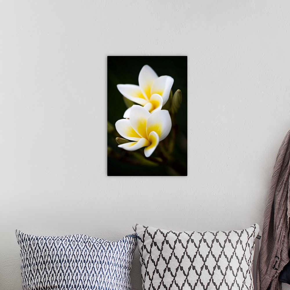 A bohemian room featuring Frangipane flower also called Plumeria, very common in Asia