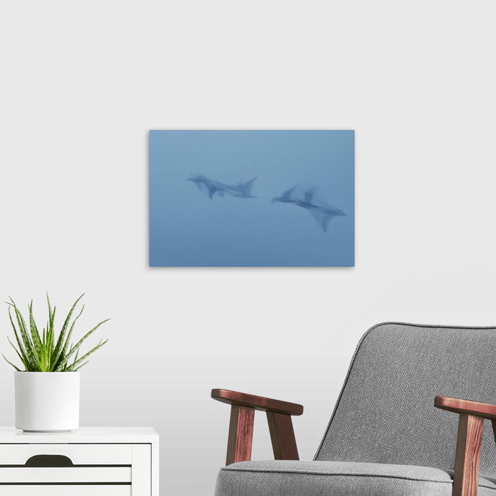 A modern room featuring Two seagulls fly to the sky.