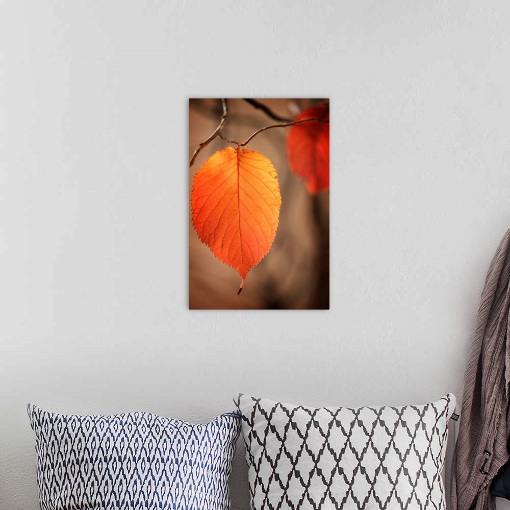 A bohemian room featuring Fine art photo of a round leaf ready to fall with another leaf out of focus in the background in ...