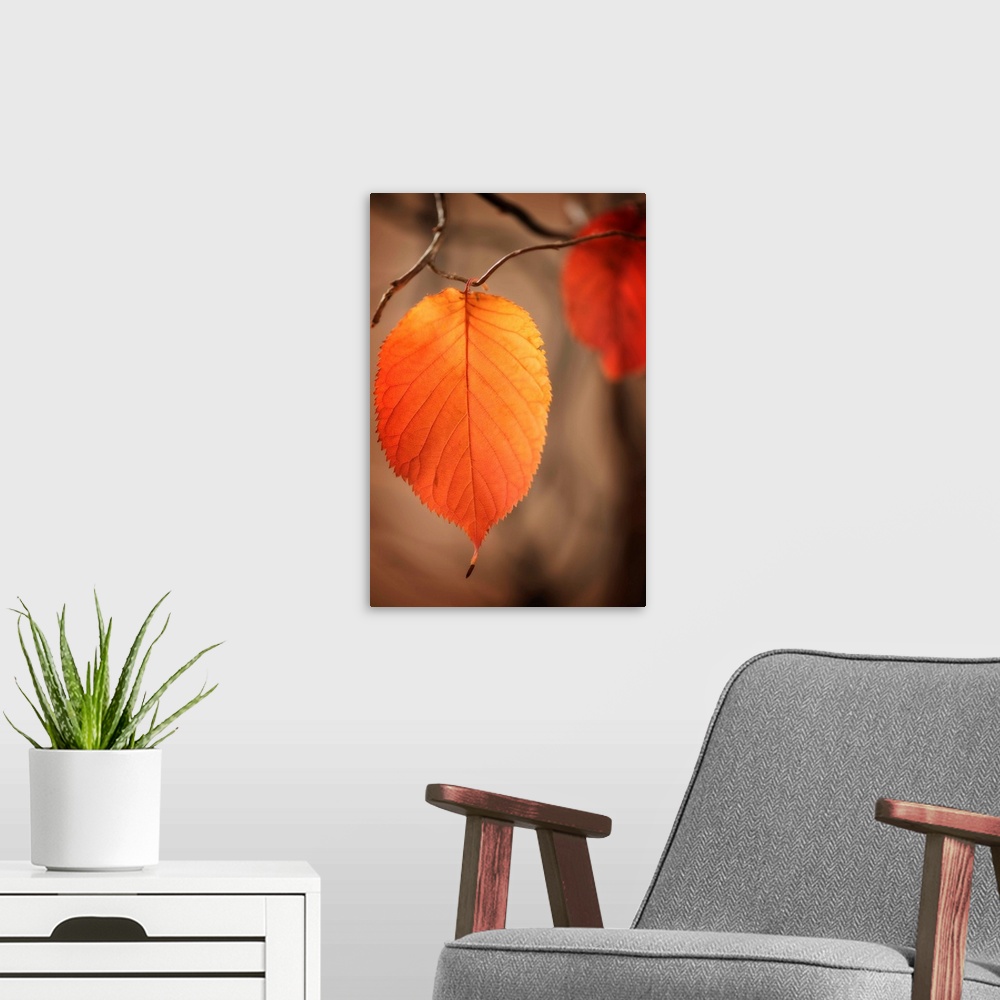 A modern room featuring Fine art photo of a round leaf ready to fall with another leaf out of focus in the background in ...