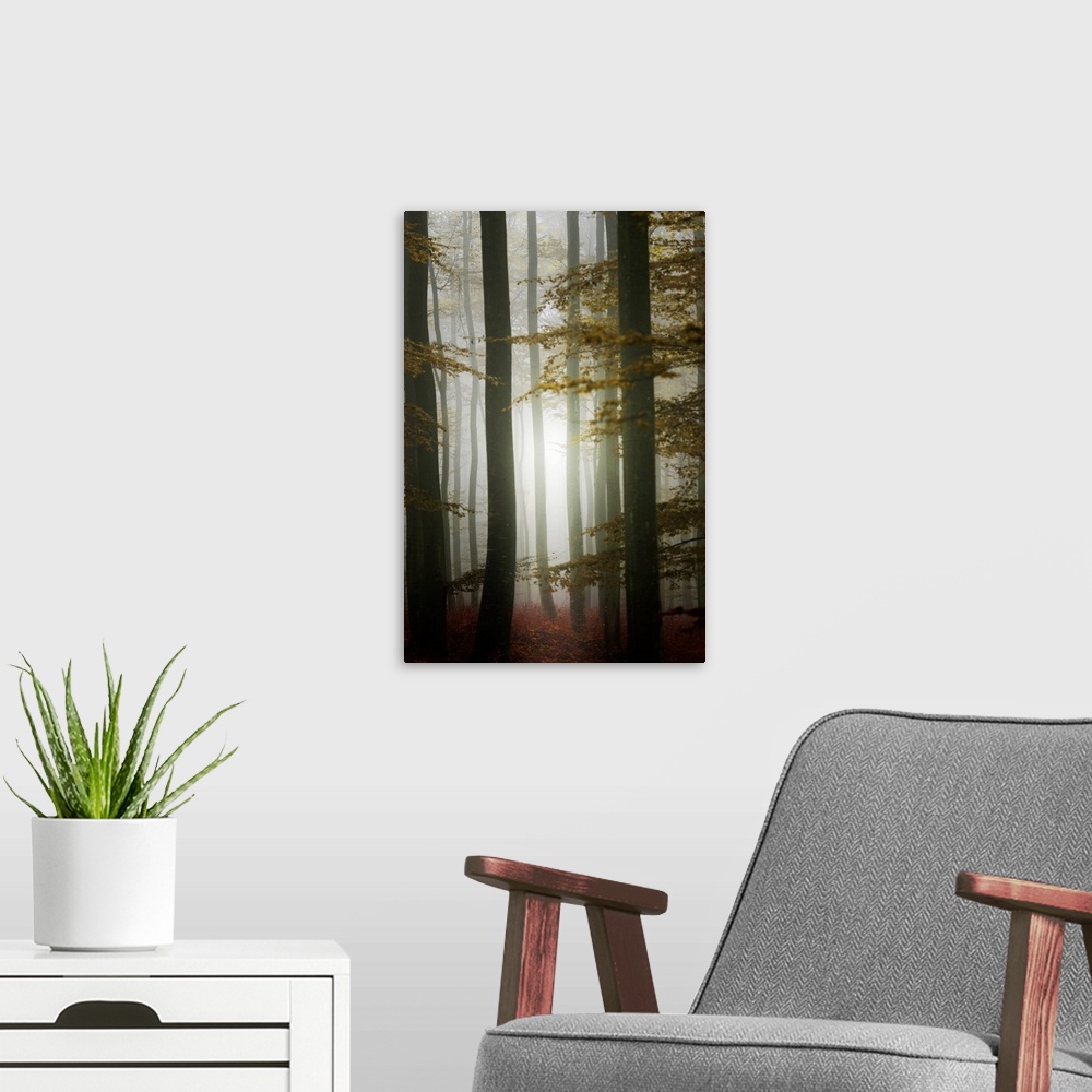 A modern room featuring Fine art photo of a misty forest illuminated with light from the setting sun.