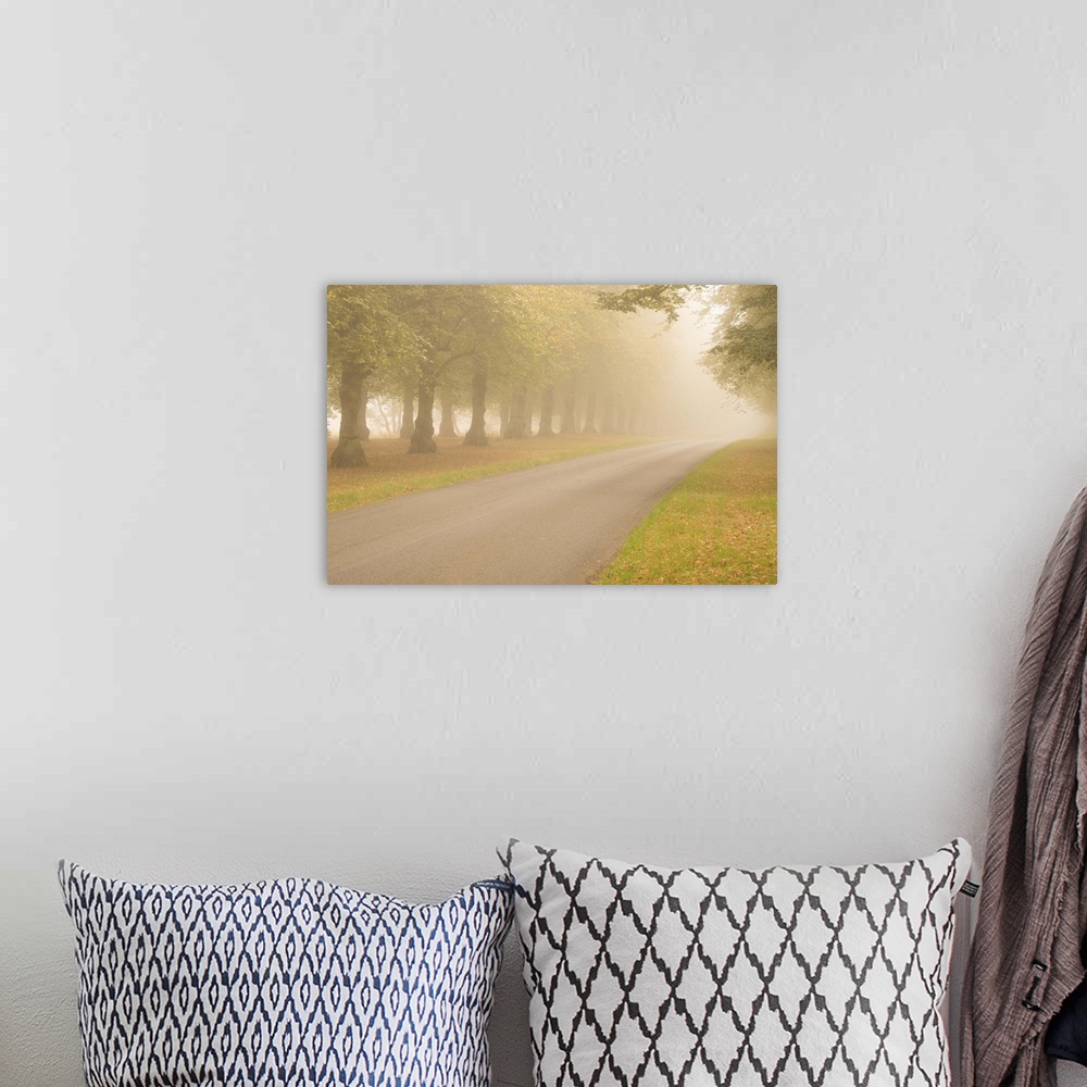 A bohemian room featuring A photograph of a tree lined road on a foggy day.