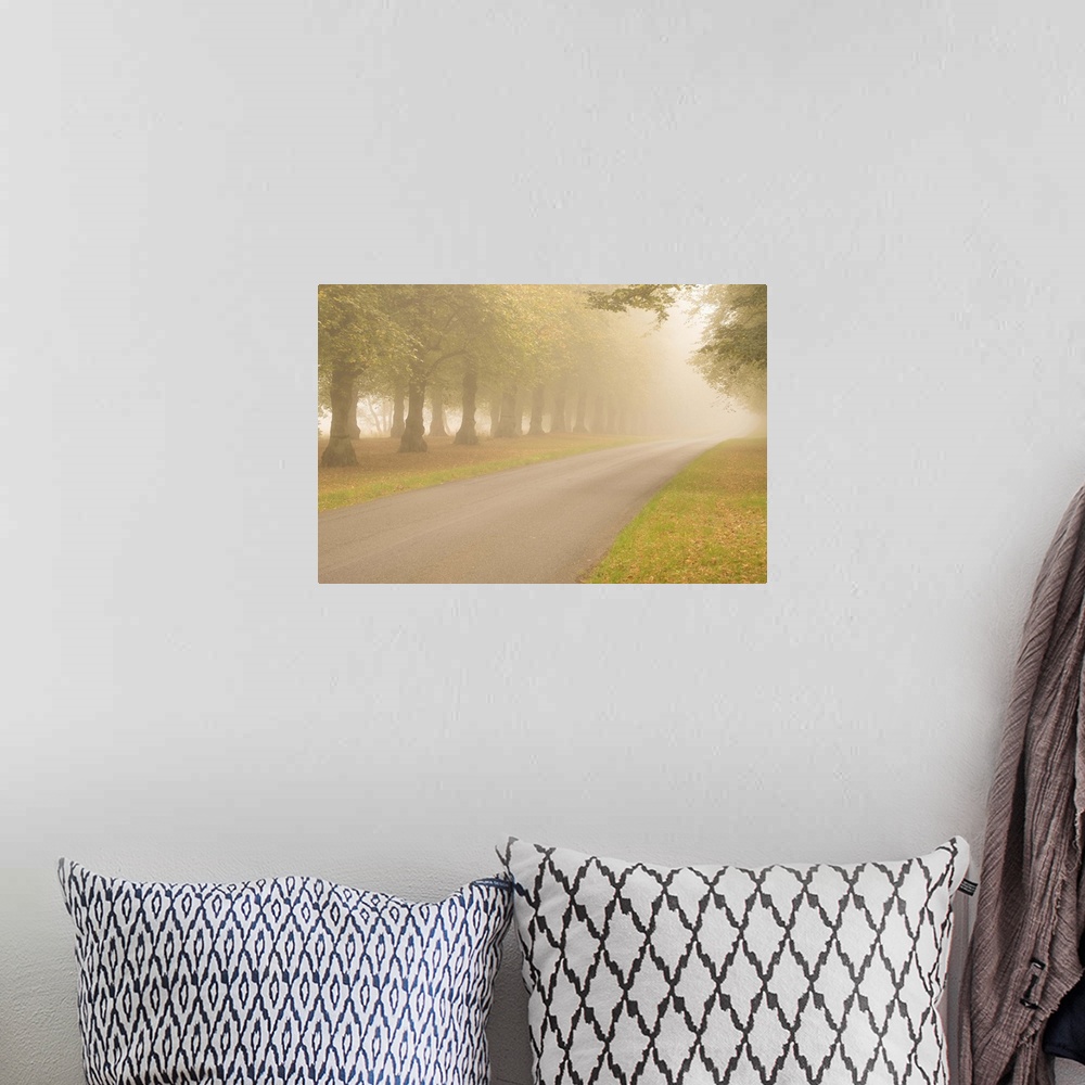 A bohemian room featuring A photograph of a tree lined road on a foggy day.