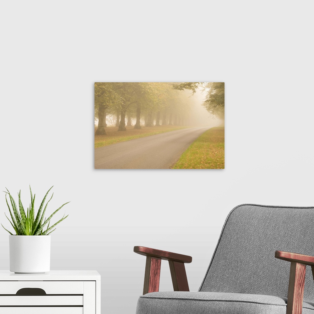 A modern room featuring A photograph of a tree lined road on a foggy day.