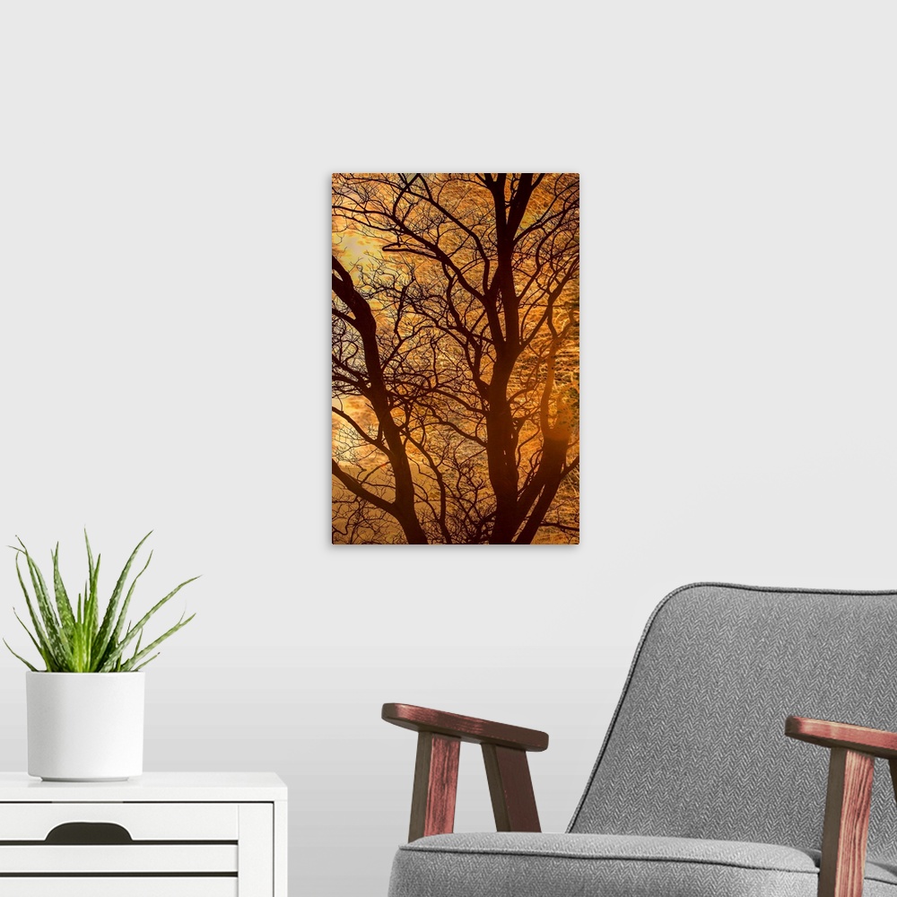 A modern room featuring A photograph of a silhouetted bare branched tree against an autumn glow background.