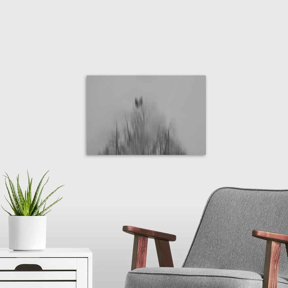 A modern room featuring Two crows on a gray rainy day.