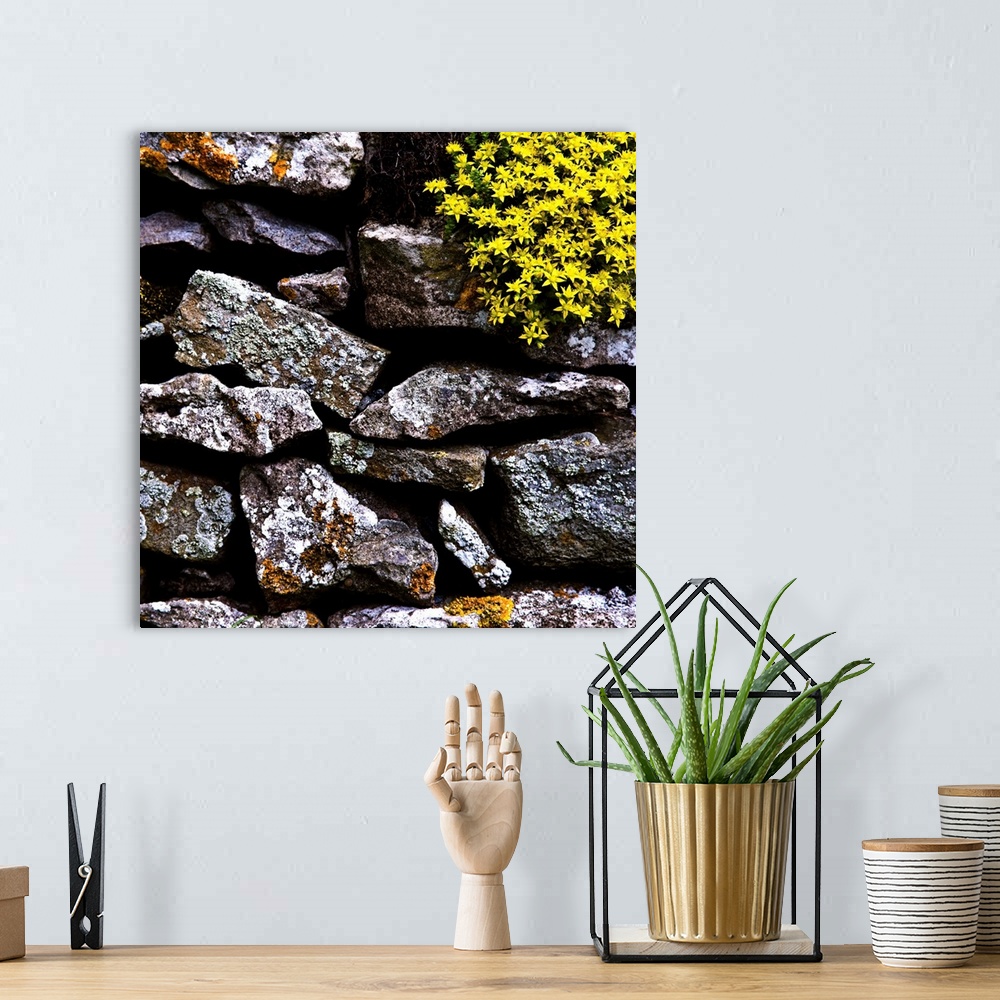 A bohemian room featuring A detailled close-up of an English dry-stone wall with lichen covered rocks and a beautiful yello...