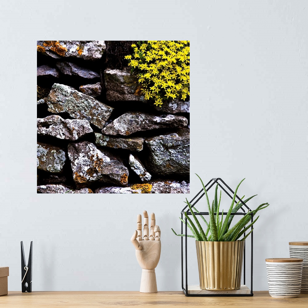 A bohemian room featuring A detailled close-up of an English dry-stone wall with lichen covered rocks and a beautiful yello...