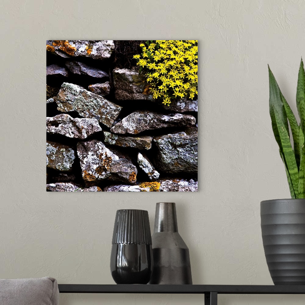 A modern room featuring A detailled close-up of an English dry-stone wall with lichen covered rocks and a beautiful yello...