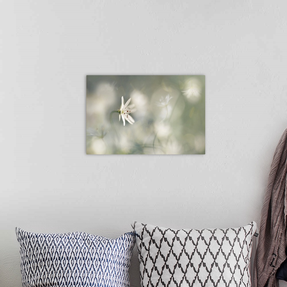 A bohemian room featuring A small white flower with a white bokeh background.