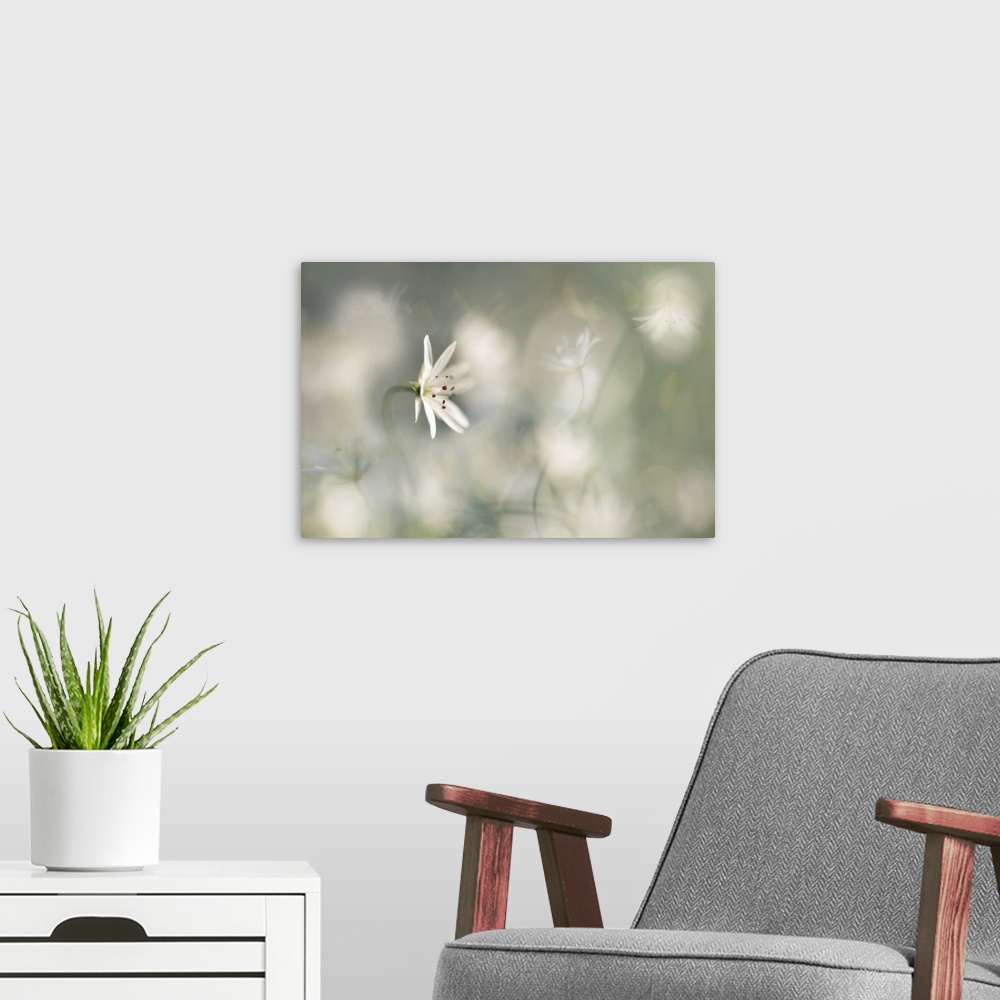 A modern room featuring A small white flower with a white bokeh background.