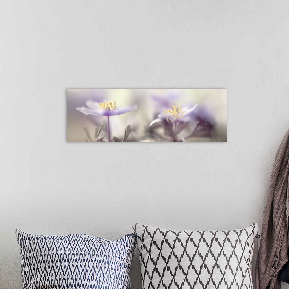 A bohemian room featuring Two images of Anemone nemorosa placed together.