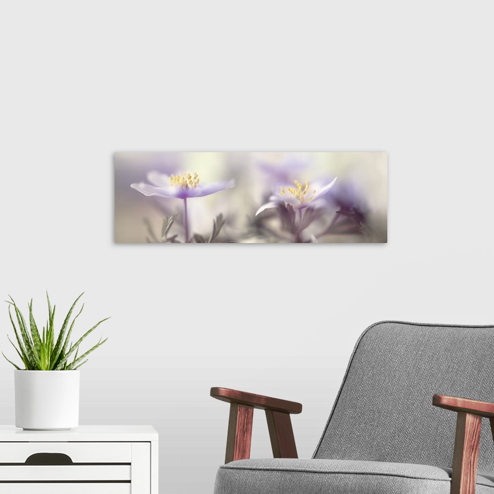 A modern room featuring Two images of Anemone nemorosa placed together.
