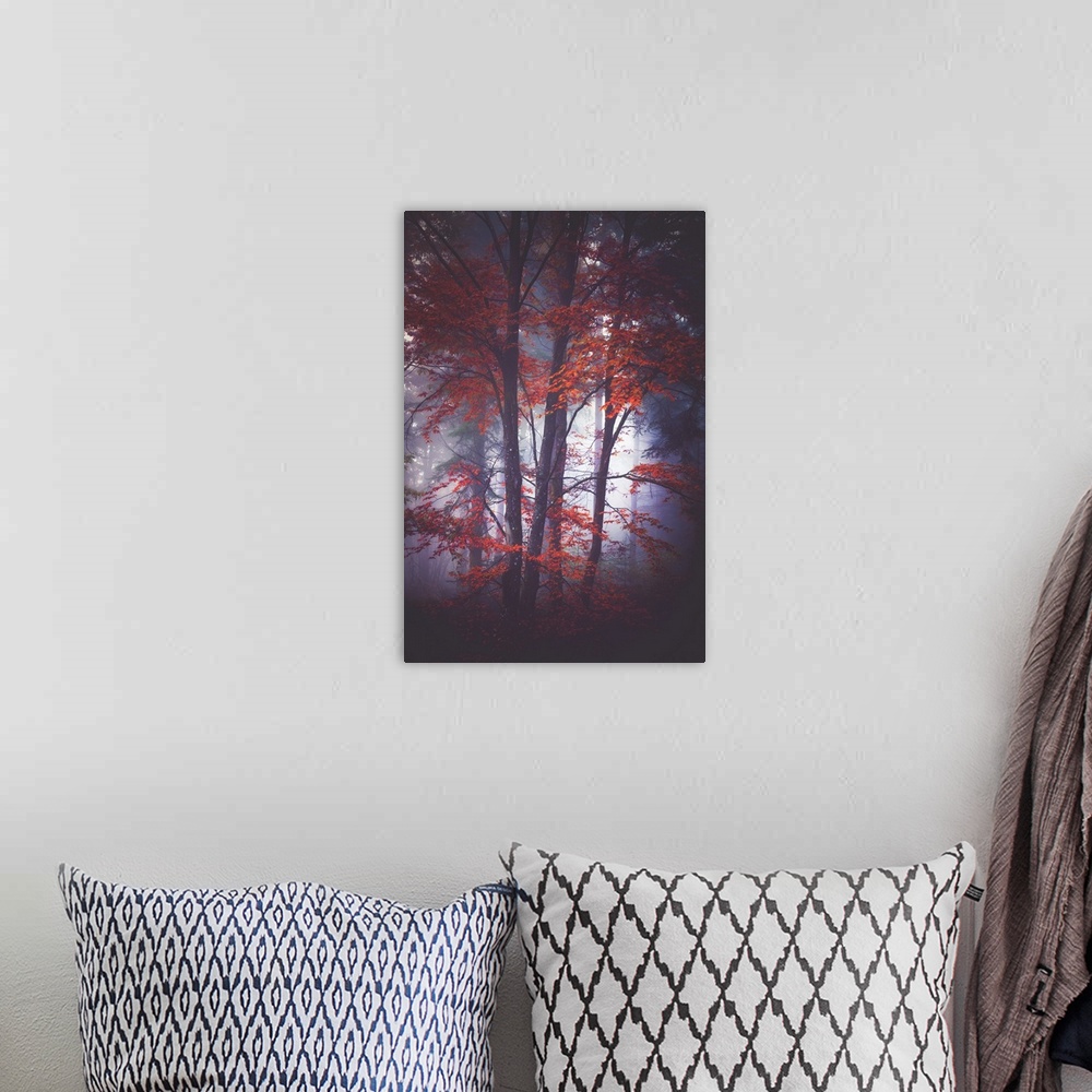 A bohemian room featuring Thick fog in a forest of slender trees with red leaves.