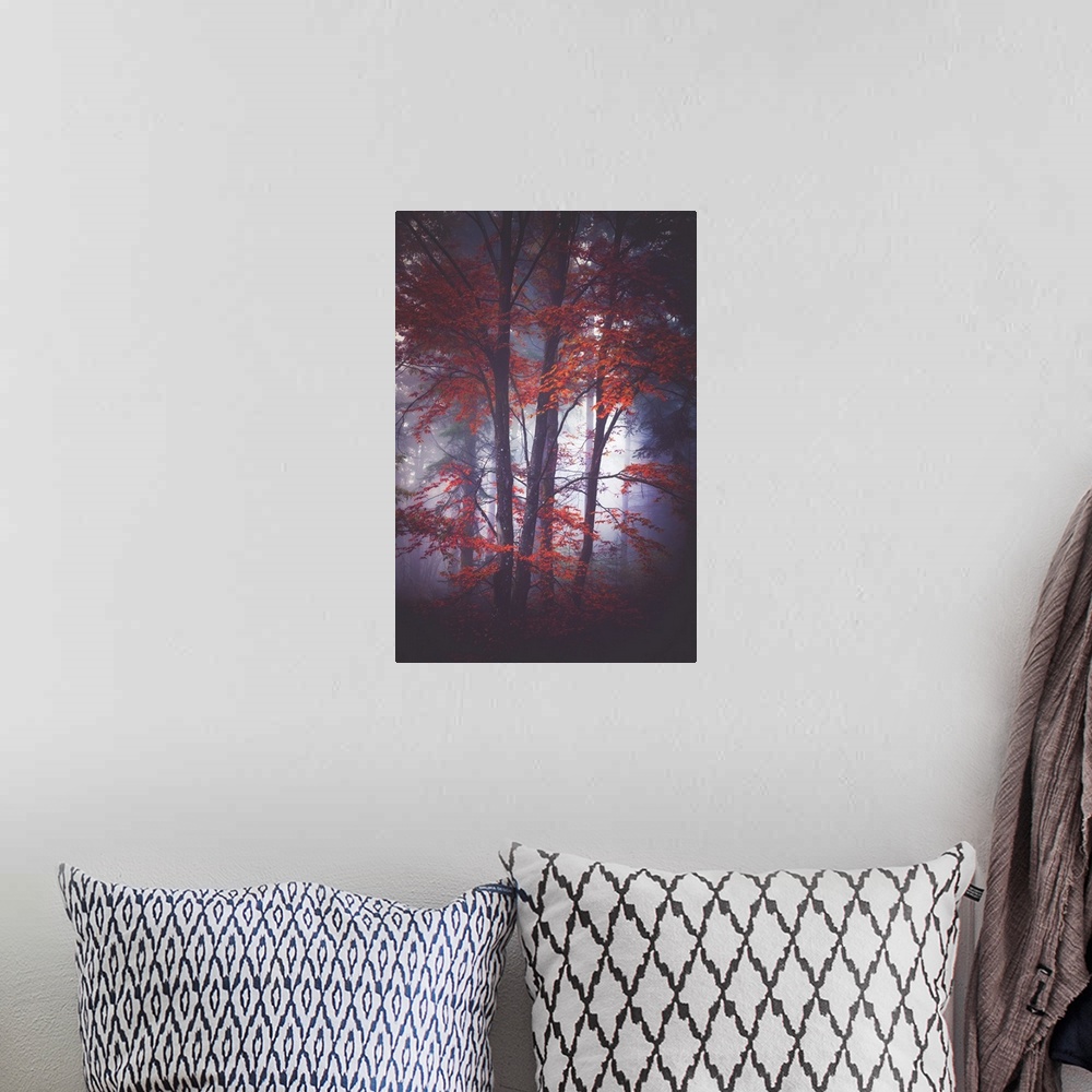 A bohemian room featuring Thick fog in a forest of slender trees with red leaves.