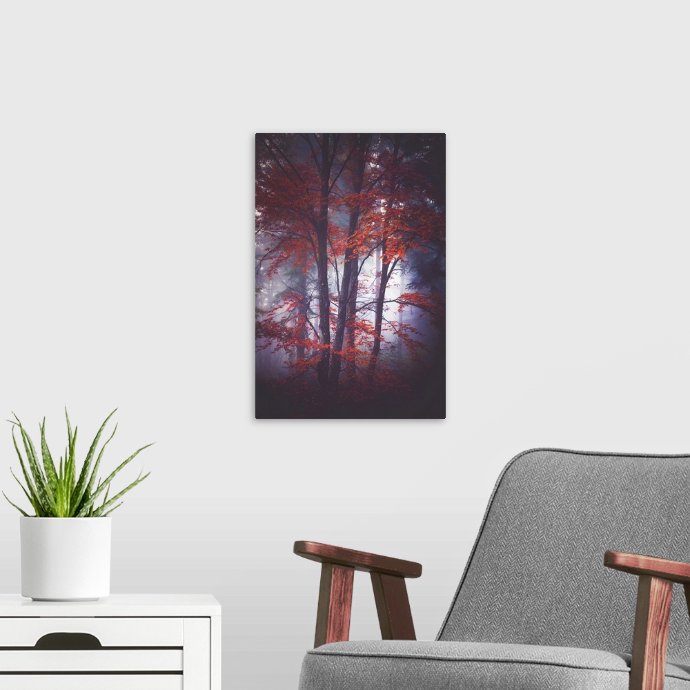A modern room featuring Thick fog in a forest of slender trees with red leaves.