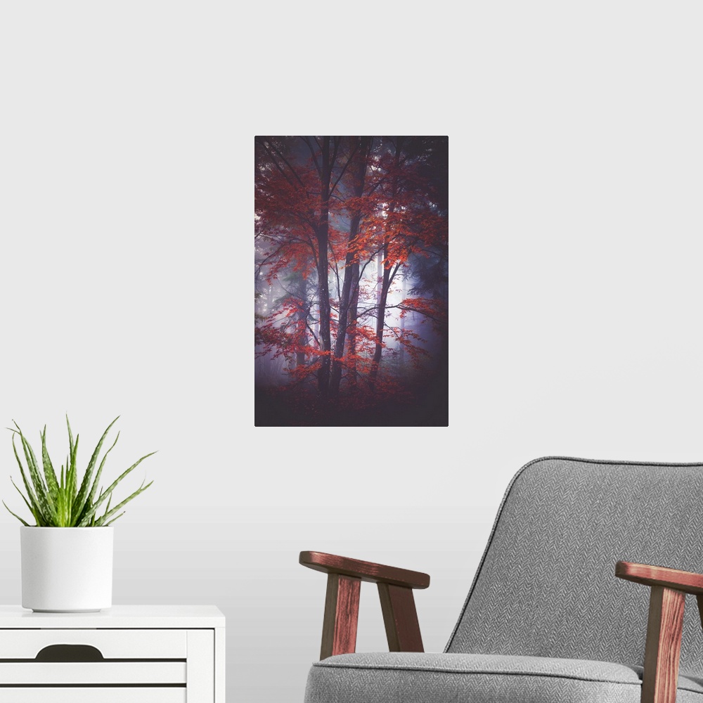 A modern room featuring Thick fog in a forest of slender trees with red leaves.