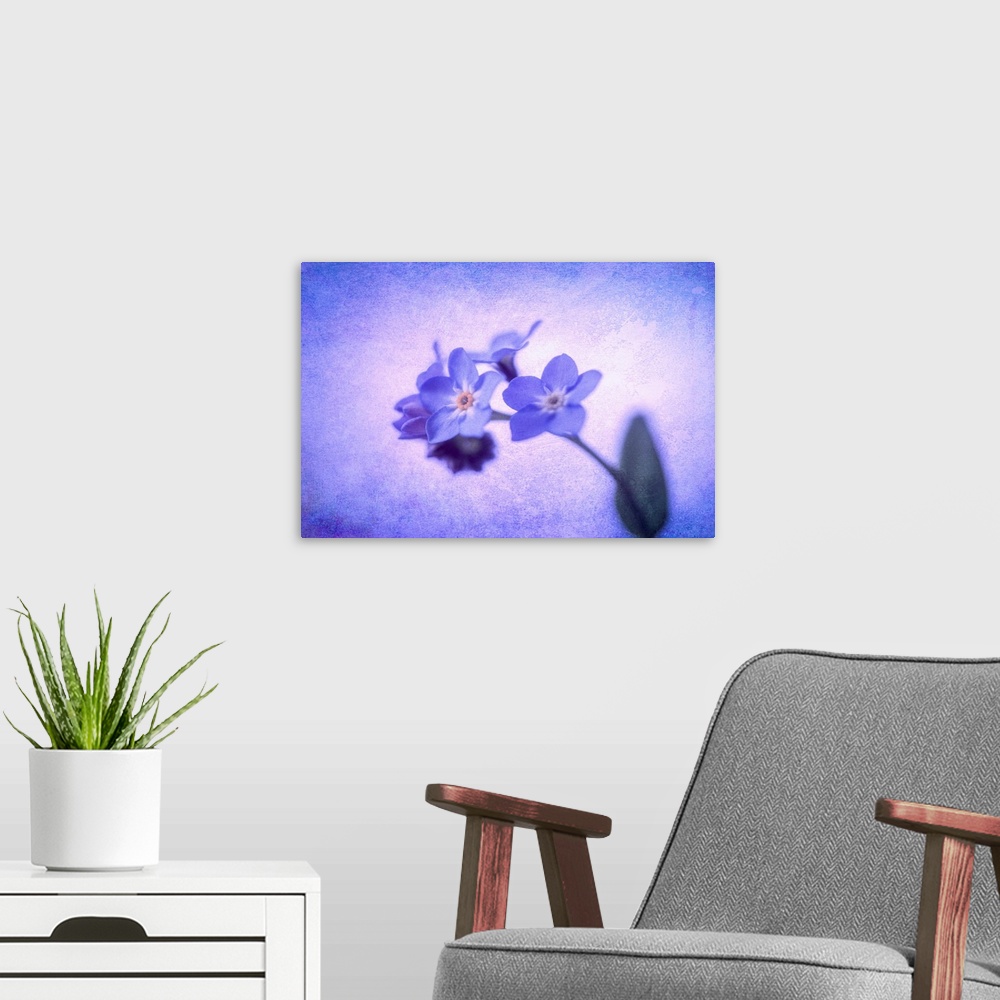 A modern room featuring Myosotis with a photo texture