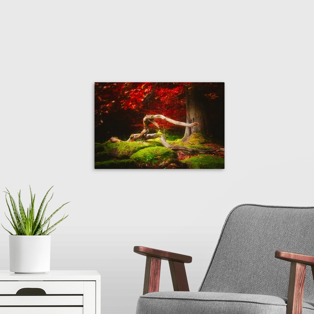 A modern room featuring A twisting branch on a mossy forest floor surrounded by deep red leaves.