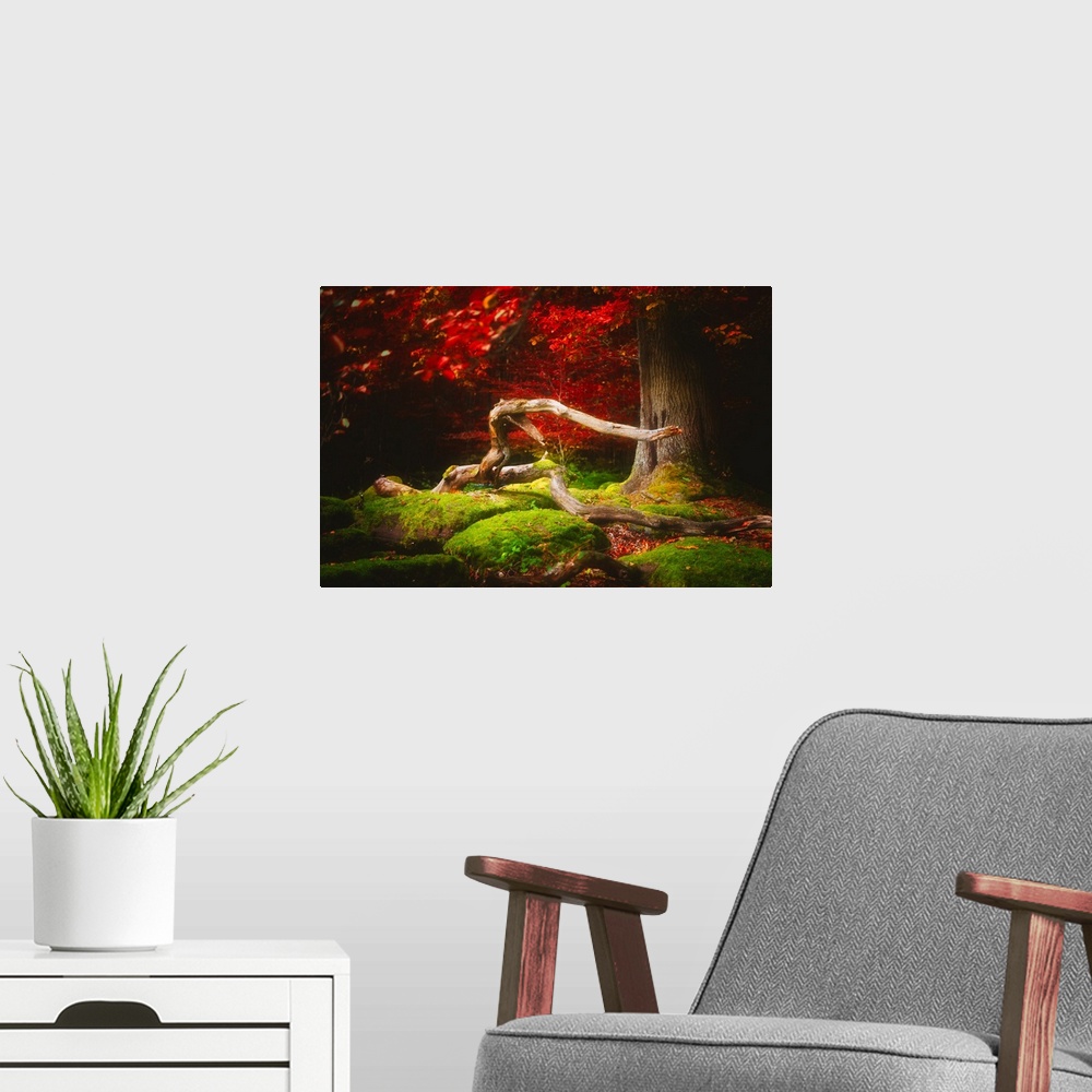 A modern room featuring A twisting branch on a mossy forest floor surrounded by deep red leaves.