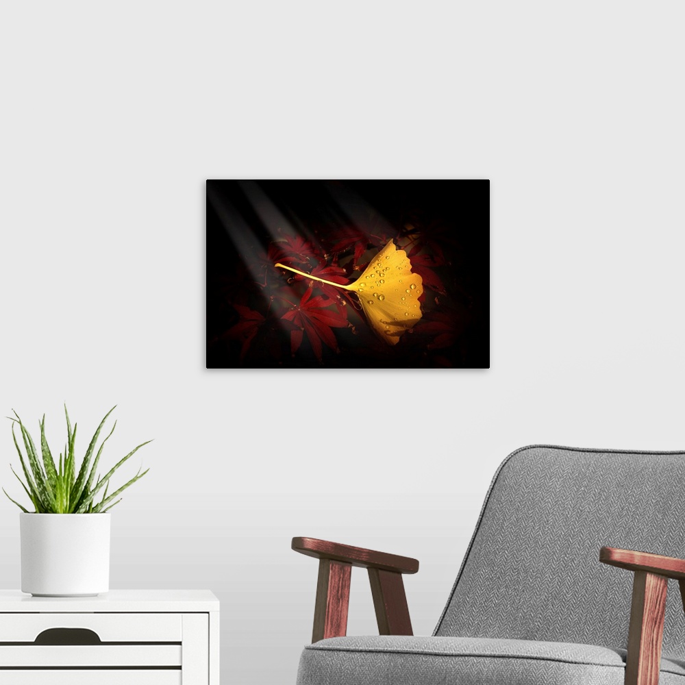 A modern room featuring Fine art photograph of a single yellow ginkgo leaf on a bed of red maple leaves.