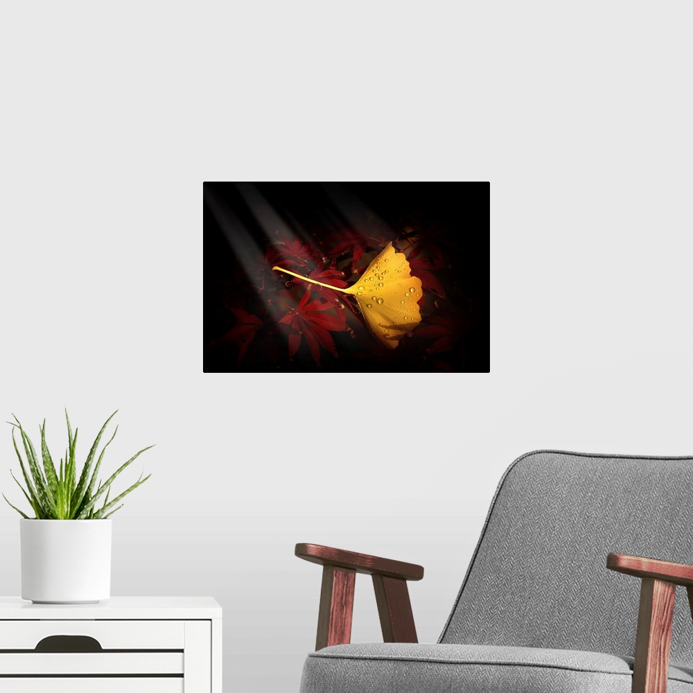 A modern room featuring Fine art photograph of a single yellow ginkgo leaf on a bed of red maple leaves.