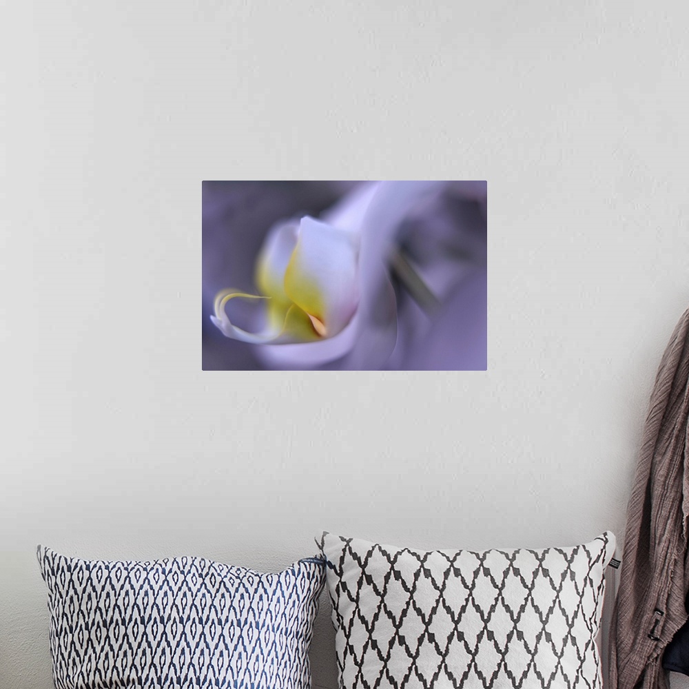 A bohemian room featuring Close up blurred image of the petals of an orchid.