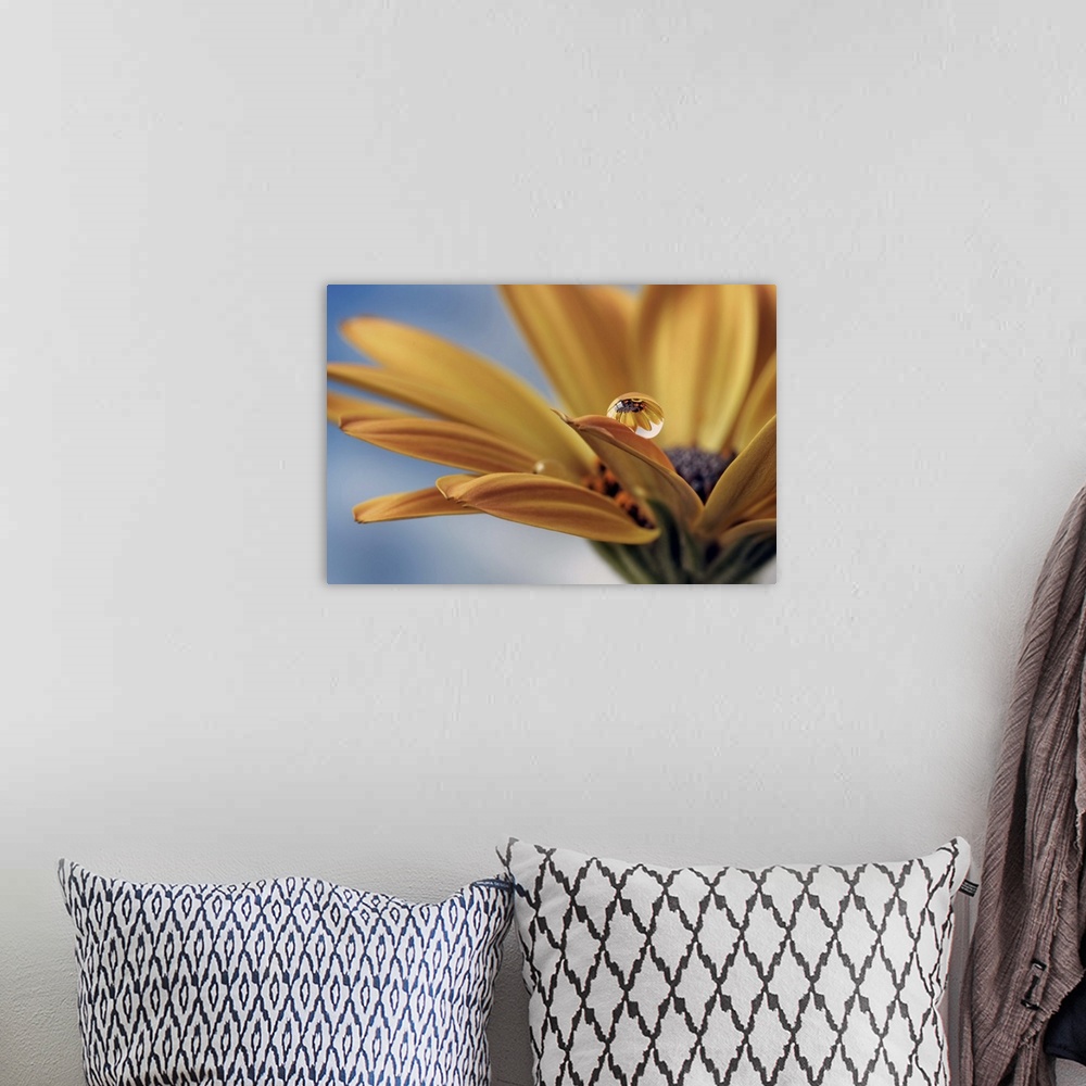 A bohemian room featuring A macro photograph of a water droplet sitting on the edge of a petal of a yellow flower.