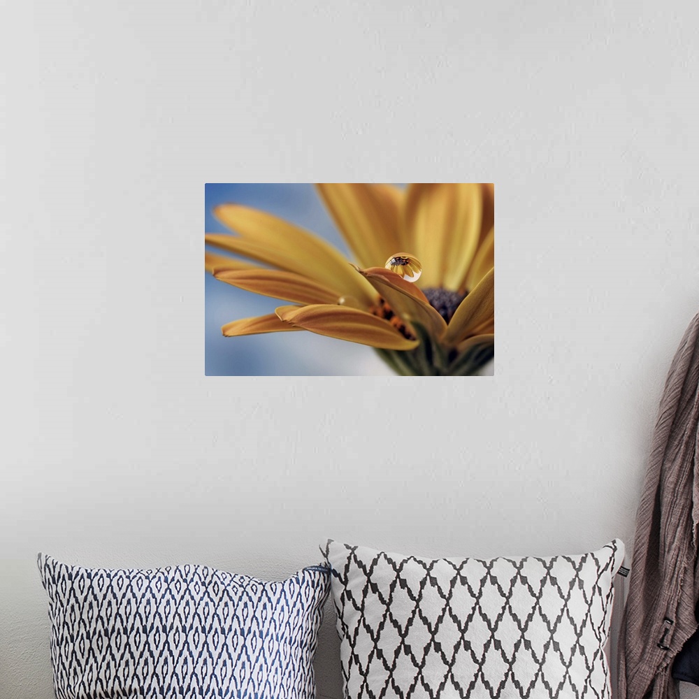 A bohemian room featuring A macro photograph of a water droplet sitting on the edge of a petal of a yellow flower.