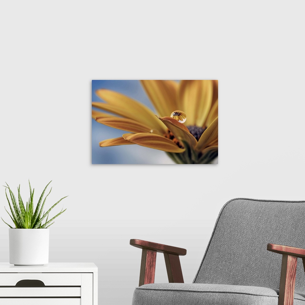 A modern room featuring A macro photograph of a water droplet sitting on the edge of a petal of a yellow flower.