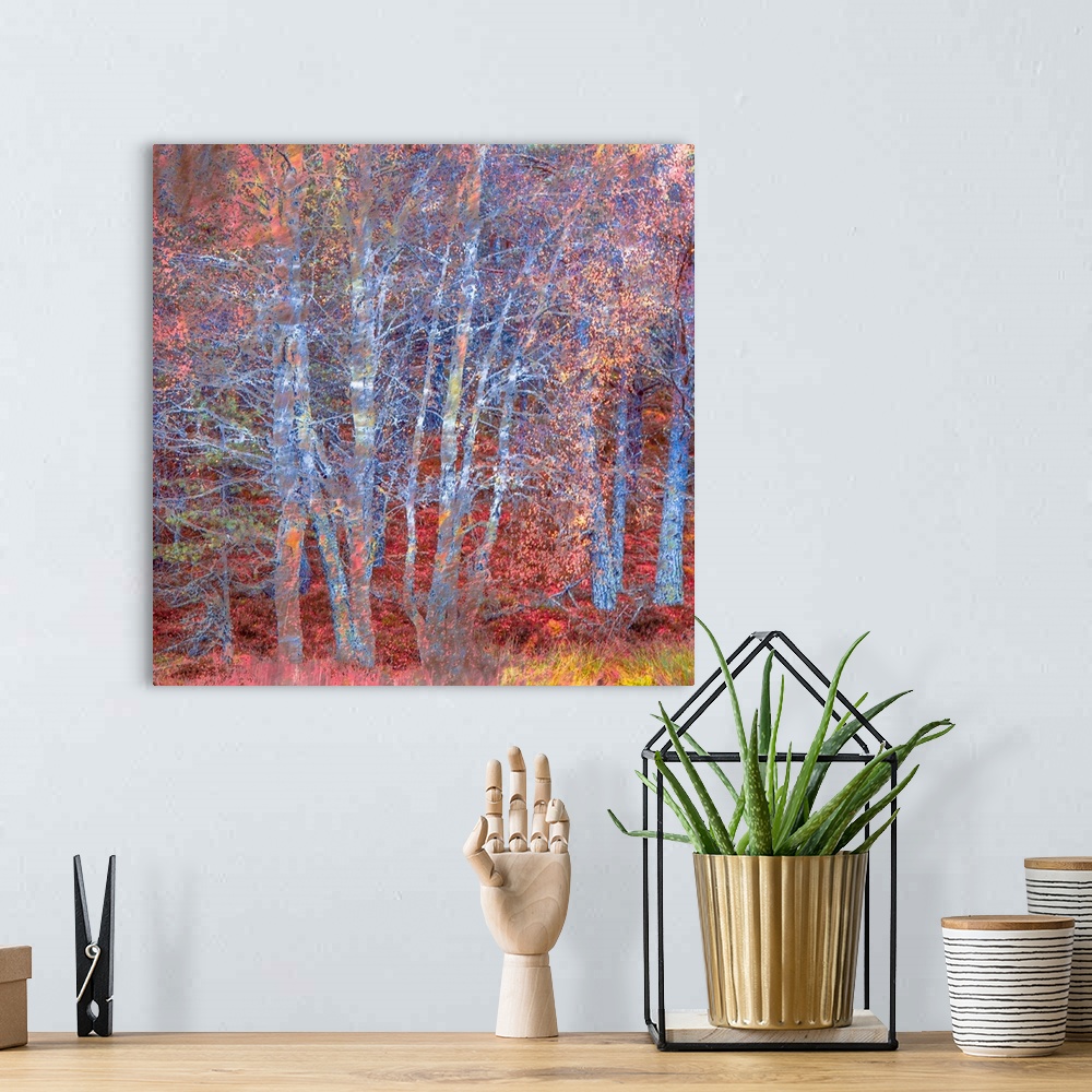 A bohemian room featuring An iridescent pink and blue magenta impressionistic winter autumn fall woodland of bare trees.