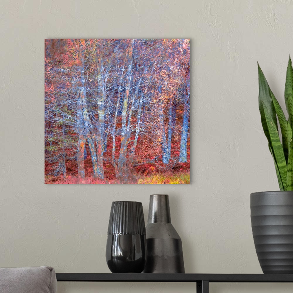 A modern room featuring An iridescent pink and blue magenta impressionistic winter autumn fall woodland of bare trees.