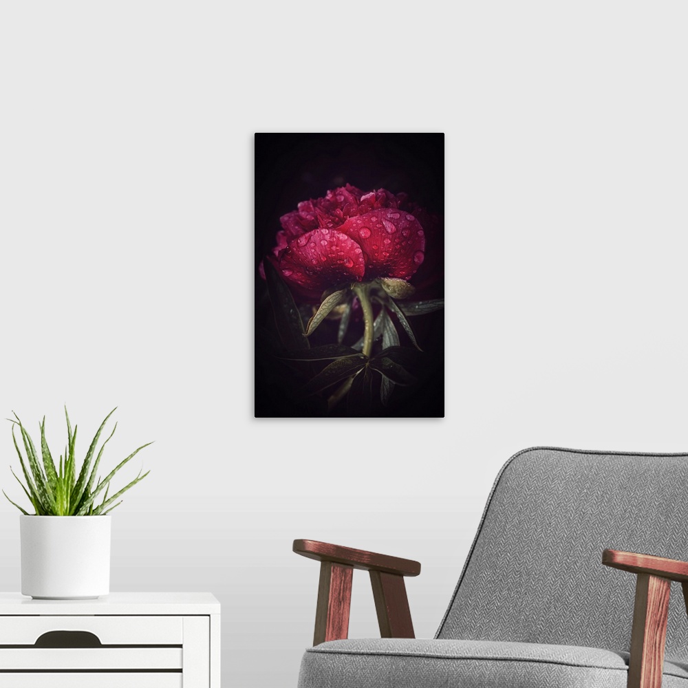 A modern room featuring Peony close-up covered with dew
