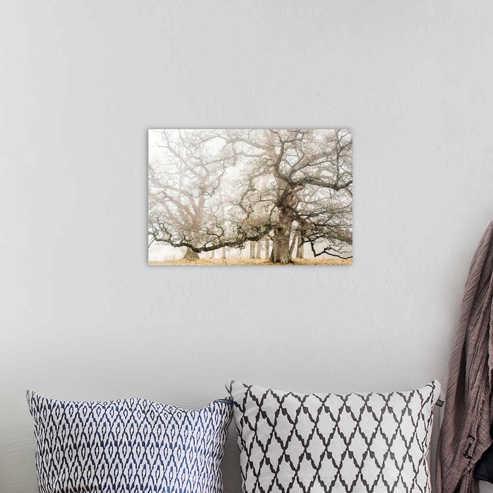 A bohemian room featuring Photograph of large oak trees on a foggy Fall day.