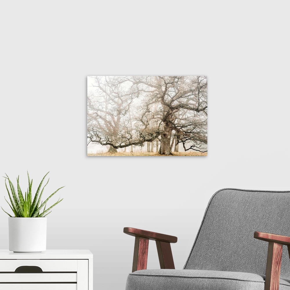 A modern room featuring Photograph of large oak trees on a foggy Fall day.
