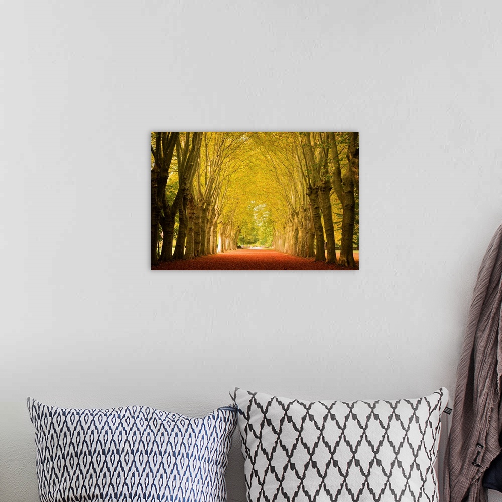 A bohemian room featuring Fine art photo of a path leading through a grove of trees forming an archway with their branches.
