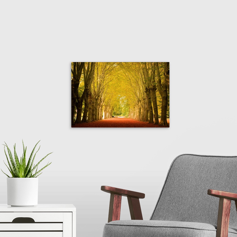 A modern room featuring Fine art photo of a path leading through a grove of trees forming an archway with their branches.