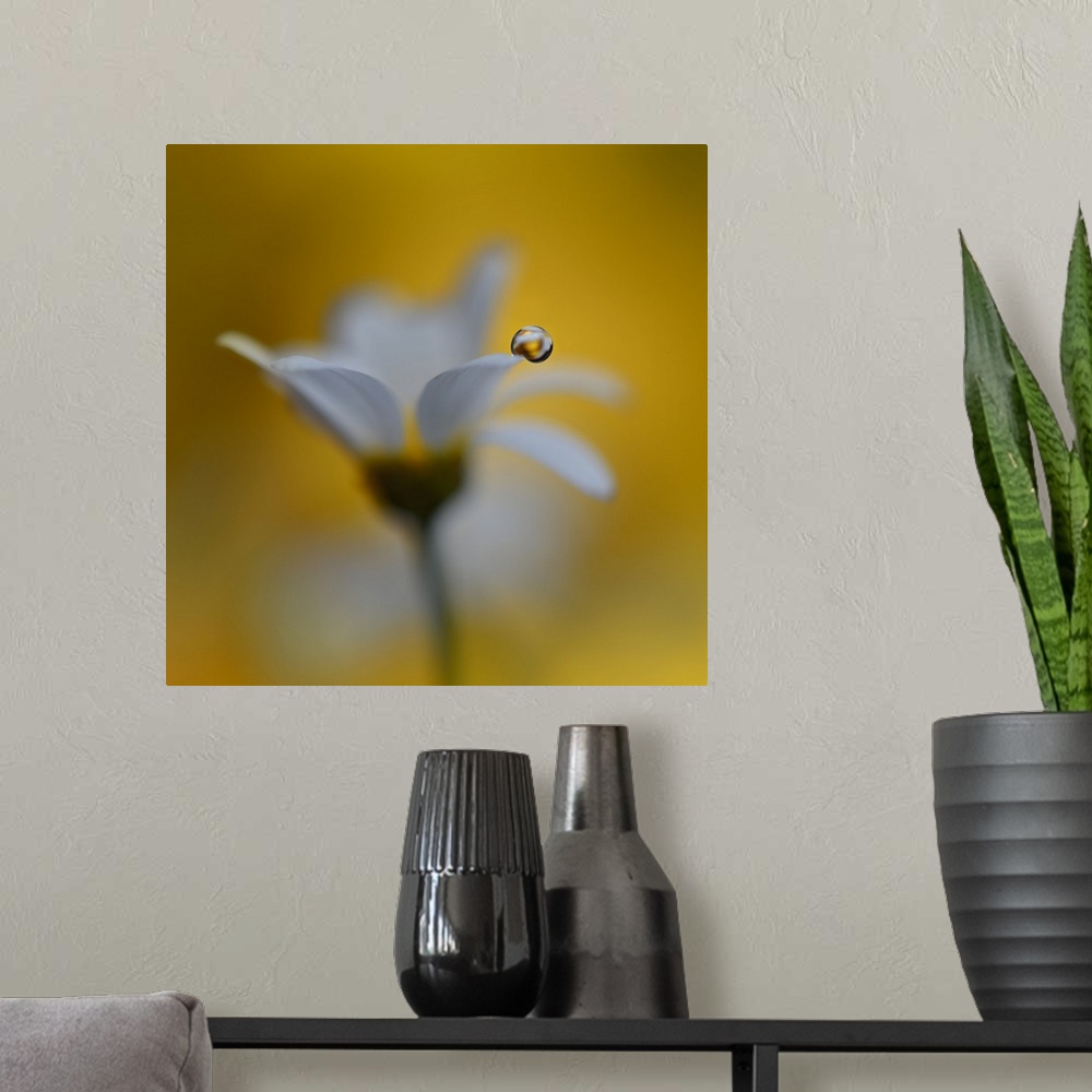 A modern room featuring A macro photograph of focus on a water droplet resting on the petal of a white flower.