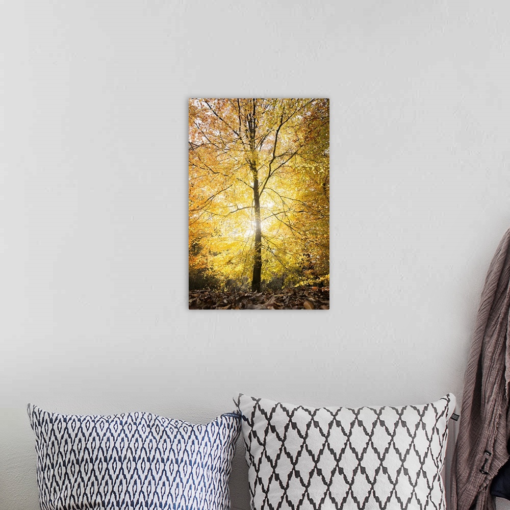 A bohemian room featuring Single yellow lighting tree at fall in a forest in France, vertical shot with hard light in the c...
